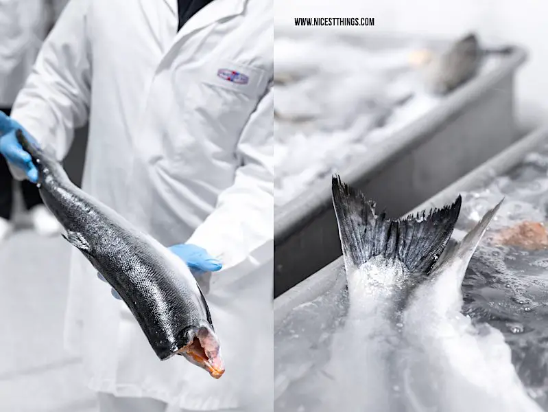 Friedrichs Fisch Feinfisch Manufactur Werk Waren Müritz Alaska Wildlachs